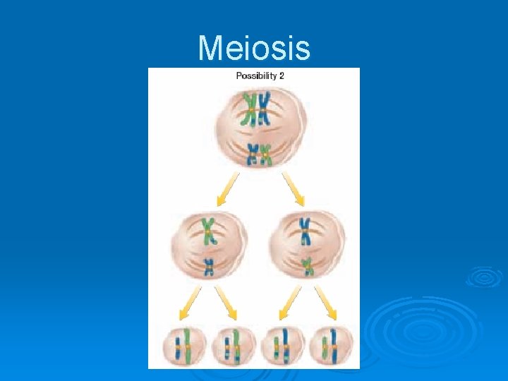 Meiosis 