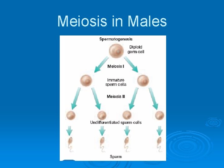 Meiosis in Males 