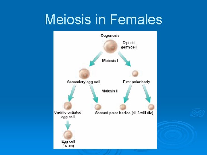 Meiosis in Females 