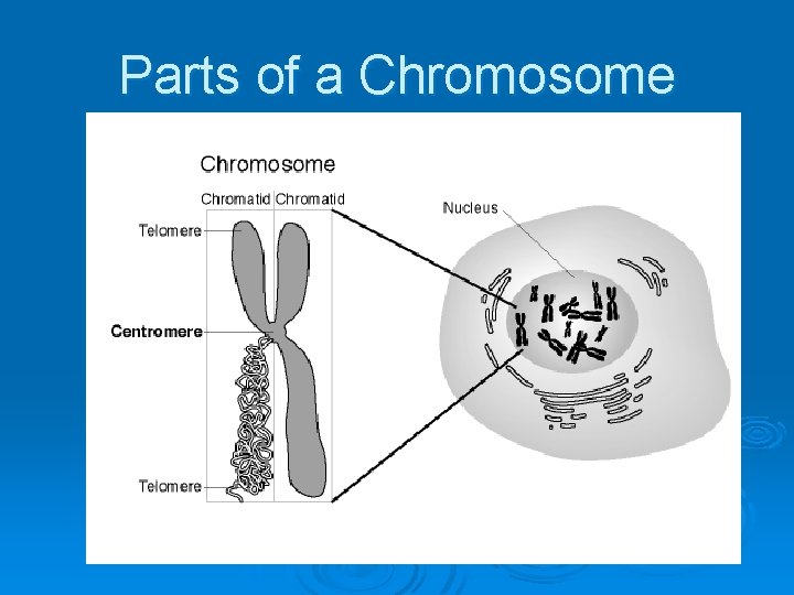 Parts of a Chromosome 