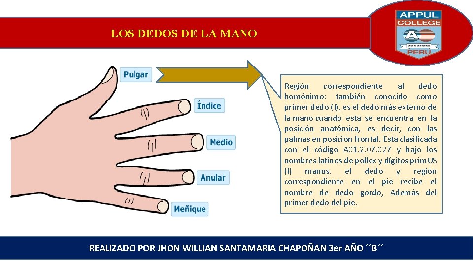 LOS DEDOS DE LA MANO Región correspondiente al dedo homónimo: también conocido como primer