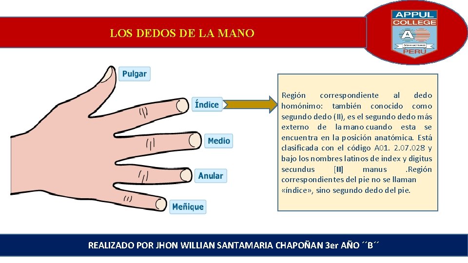 LOS DEDOS DE LA MANO Región correspondiente al dedo homónimo: también conocido como segundo