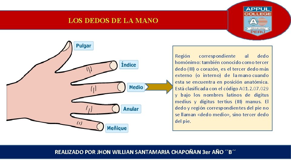 LOS DEDOS DE LA MANO Región correspondiente al dedo homónimo: también conocido como tercer