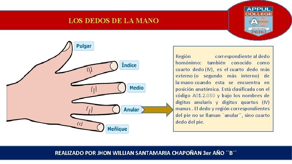 LOS DEDOS DE LA MANO Región correspondiente al dedo homónimo: también conocido como cuarto