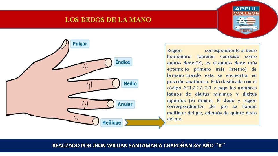 LOS DEDOS DE LA MANO Región correspondiente al dedo homónimo: también conocido como quinto