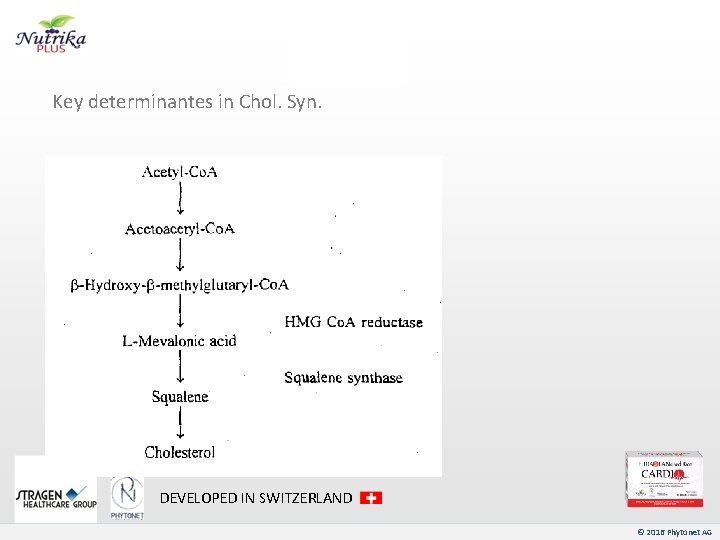 Key determinantes in Chol. Syn. DEVELOPED IN SWITZERLAND © 2016 Phytonet AG 