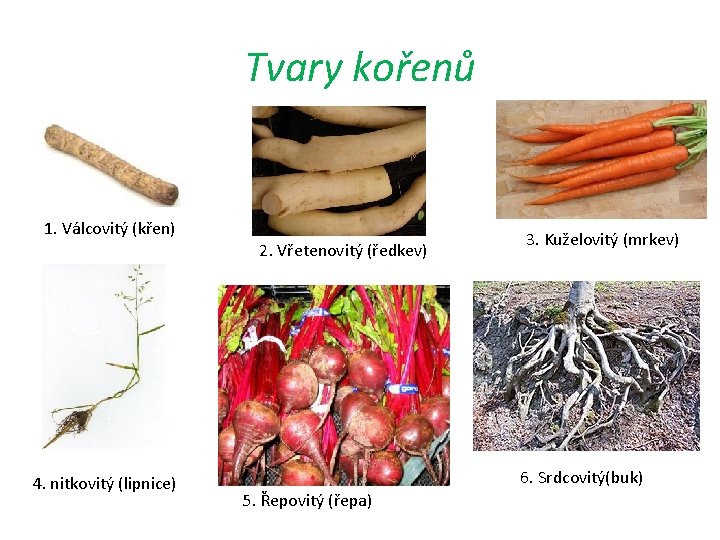 Tvary kořenů 1. Válcovitý (křen) 2. Vřetenovitý (ředkev) 4. nitkovitý (lipnice) 3. Kuželovitý (mrkev)