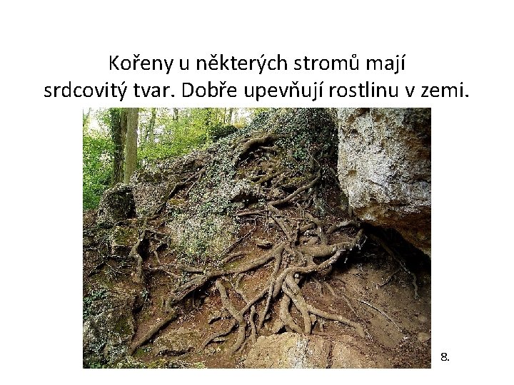 Kořeny u některých stromů mají srdcovitý tvar. Dobře upevňují rostlinu v zemi. 8. 