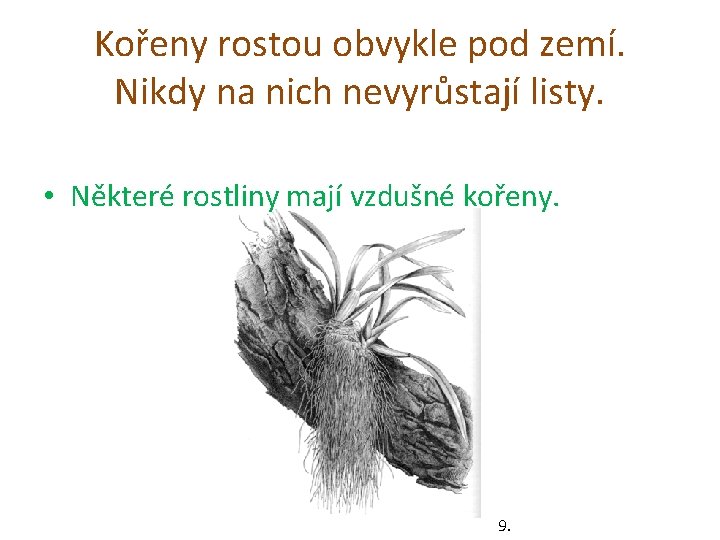 Kořeny rostou obvykle pod zemí. Nikdy na nich nevyrůstají listy. • Některé rostliny mají