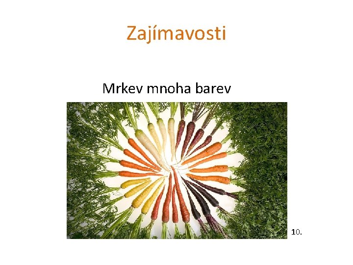 Zajímavosti Mrkev mnoha barev 10. 