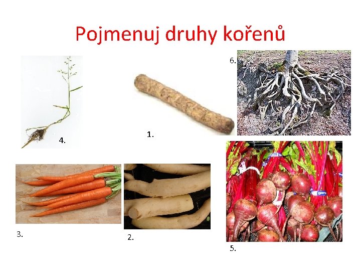 Pojmenuj druhy kořenů 6. 1. 4. 3. 2. 5. 