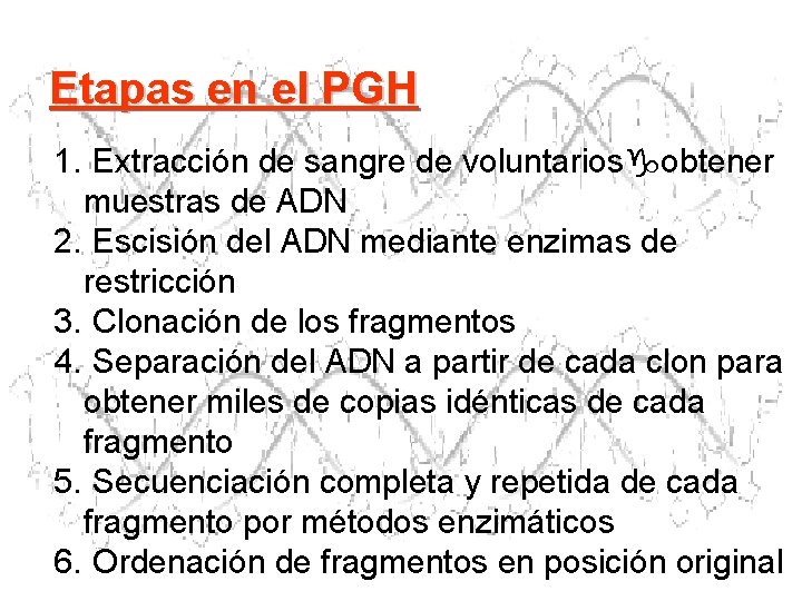 Etapas en el PGH 1. Extracción de sangre de voluntarios obtener muestras de ADN Etapas en el PGH 1. Extracción de sangre de voluntarios obtener muestras de ADN