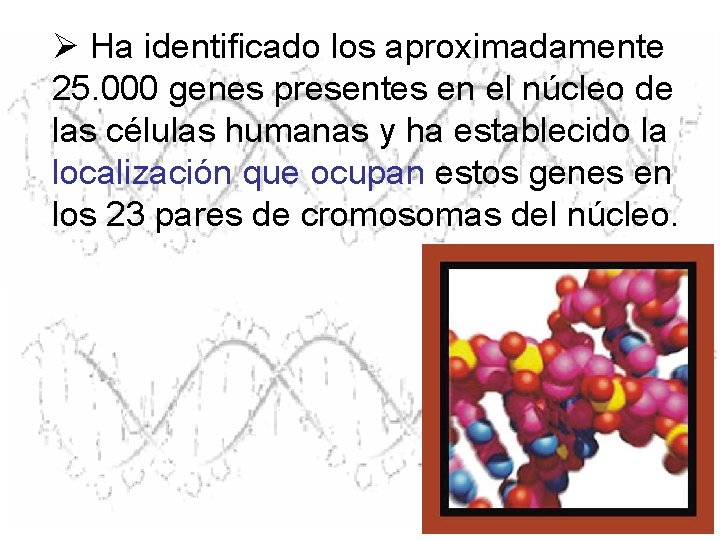 Ø Ha identificado los aproximadamente 25. 000 genes presentes en el núcleo de las Ø Ha identificado los aproximadamente 25. 000 genes presentes en el núcleo de las