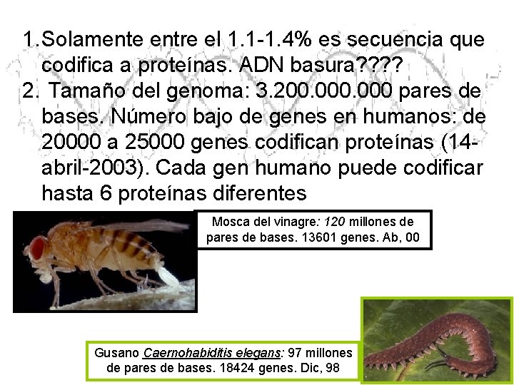 1. Solamente entre el 1. 1 -1. 4% es secuencia que codifica a proteínas. 1. Solamente entre el 1. 1 -1. 4% es secuencia que codifica a proteínas.
