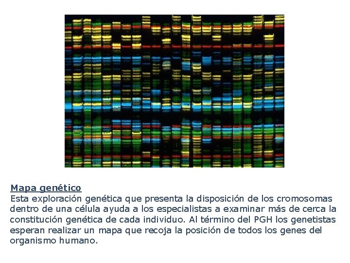 Mapa genético Esta exploración genética que presenta la disposición de los cromosomas dentro de Mapa genético Esta exploración genética que presenta la disposición de los cromosomas dentro de