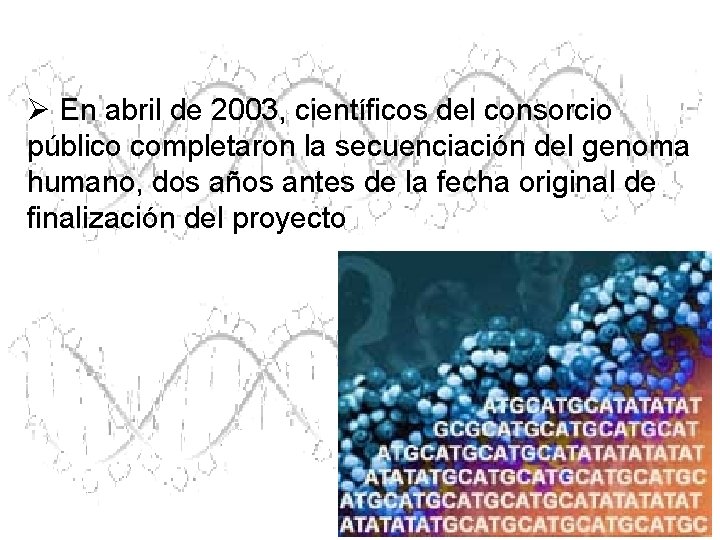Ø En abril de 2003, científicos del consorcio público completaron la secuenciación del genoma Ø En abril de 2003, científicos del consorcio público completaron la secuenciación del genoma