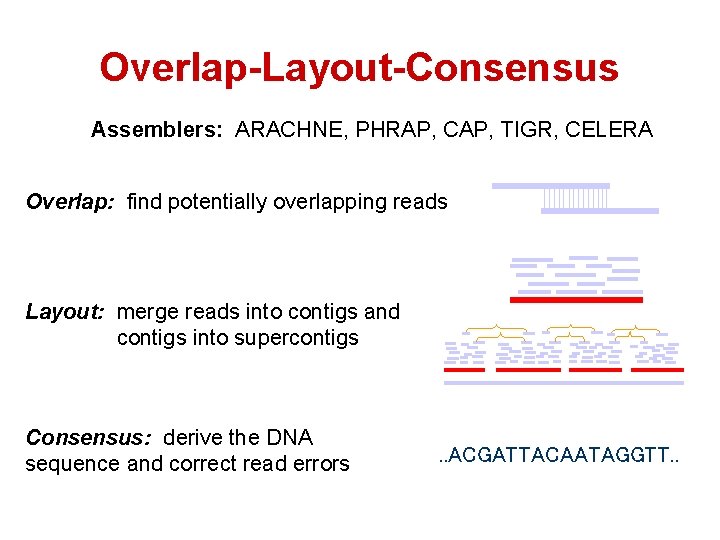 Overlap-Layout-Consensus Assemblers: ARACHNE, PHRAP, CAP, TIGR, CELERA Overlap: find potentially overlapping reads Layout: merge