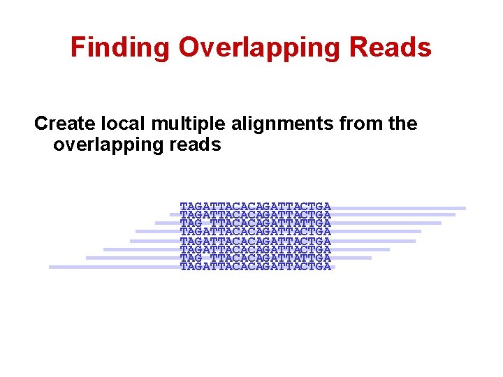 Finding Overlapping Reads Create local multiple alignments from the overlapping reads TAGATTACACAGATTACTGA TAG TTACACAGATTATTGA