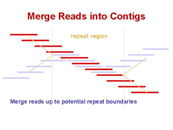 Merge Reads into Contigs repeat region Merge reads up to potential repeat boundaries 