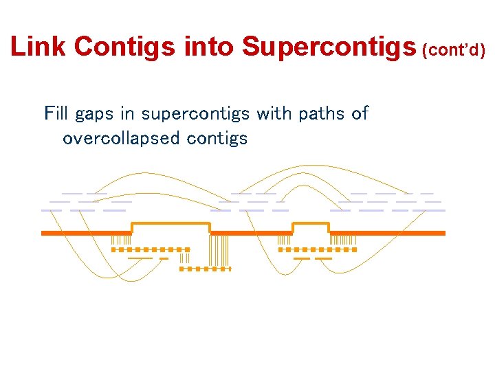 Link Contigs into Supercontigs (cont’d) Fill gaps in supercontigs with paths of overcollapsed contigs