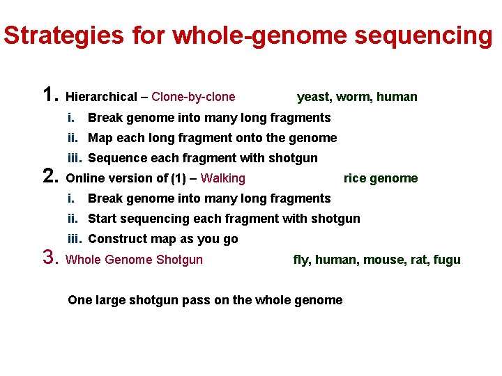 Strategies for whole-genome sequencing 1. Hierarchical – Clone-by-clone i. yeast, worm, human Break genome