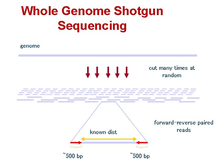 Whole Genome Shotgun Sequencing genome cut many times at random forward-reverse paired reads known