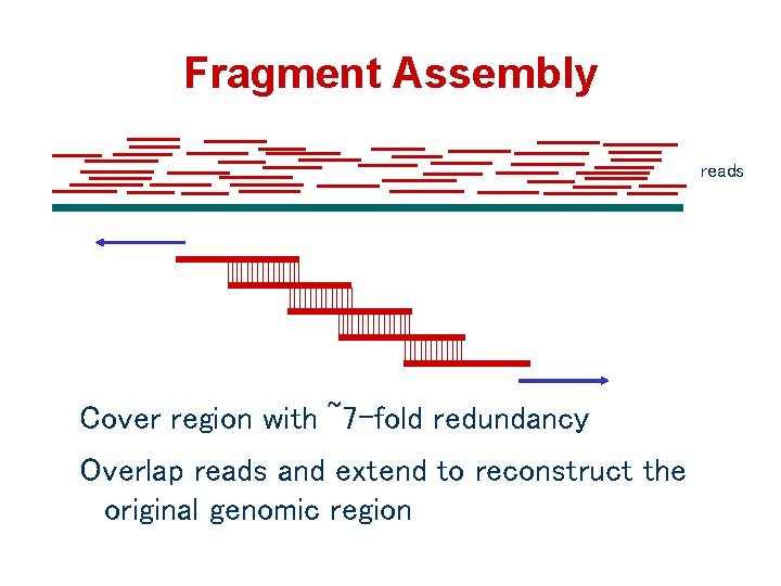 Fragment Assembly reads Cover region with ~7 -fold redundancy Overlap reads and extend to