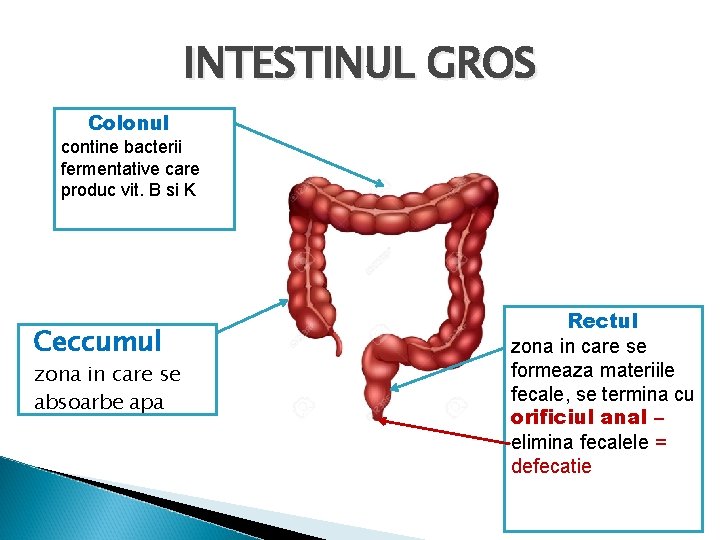 INTESTINUL GROS Colonul contine bacterii fermentative care produc vit. B si K Ceccumul zona