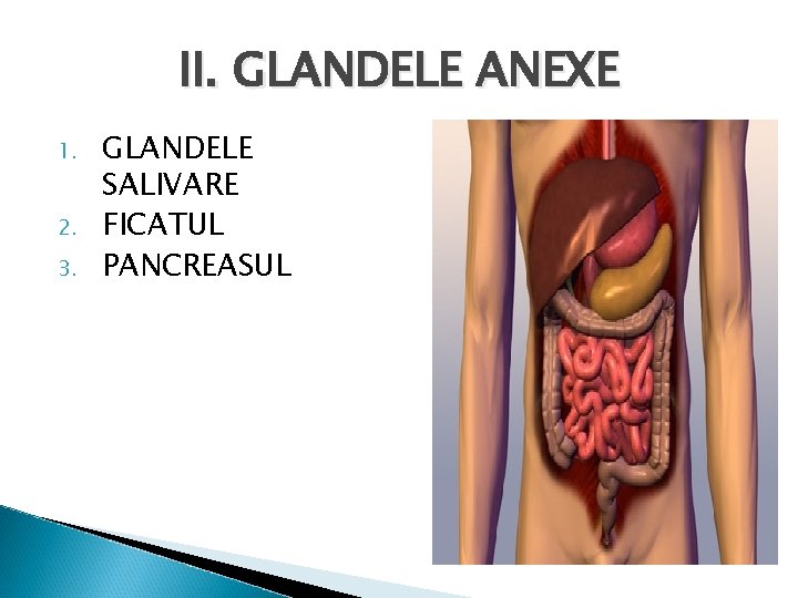 II. GLANDELE ANEXE 1. 2. 3. GLANDELE SALIVARE FICATUL PANCREASUL 