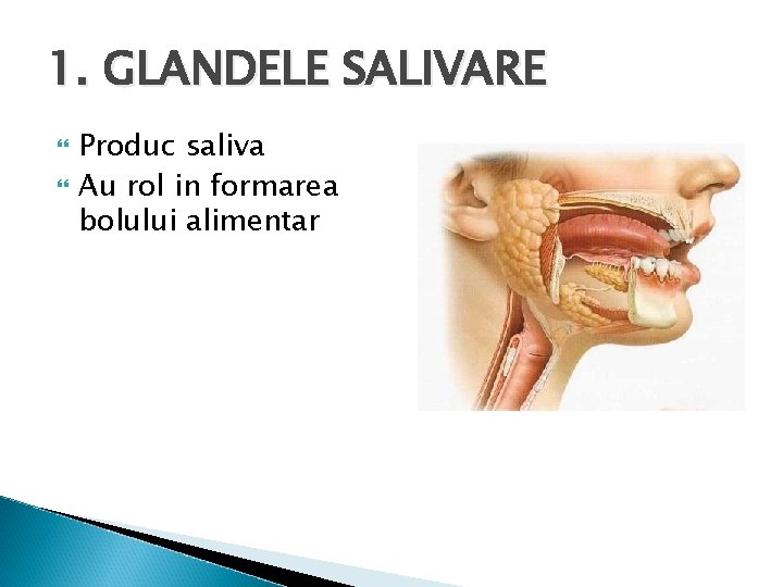Glandele salivare | Cavitatea bucala (gura)