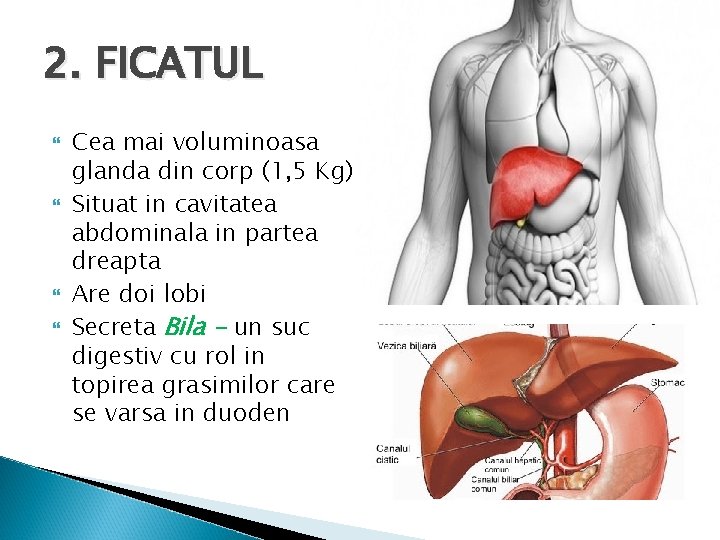 2. FICATUL Cea mai voluminoasa glanda din corp (1, 5 Kg) Situat in cavitatea