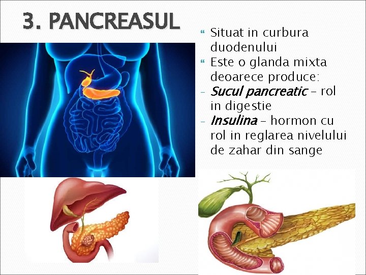 3. PANCREASUL - Situat in curbura duodenului Este o glanda mixta deoarece produce: Sucul