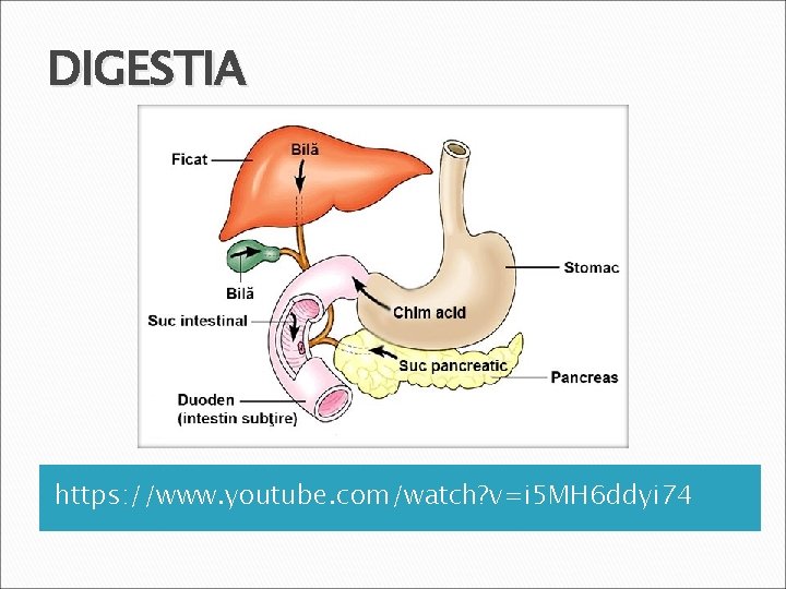 DIGESTIA https: //www. youtube. com/watch? v=i 5 MH 6 ddyi 74 