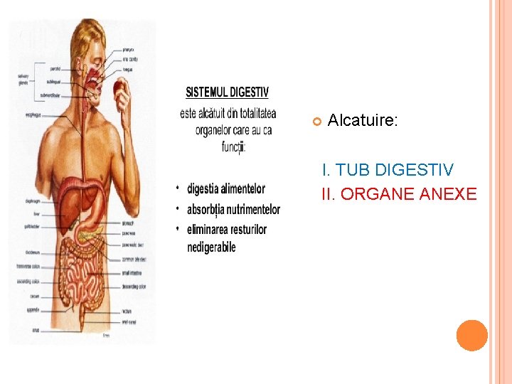  Alcatuire: I. TUB DIGESTIV II. ORGANE ANEXE 