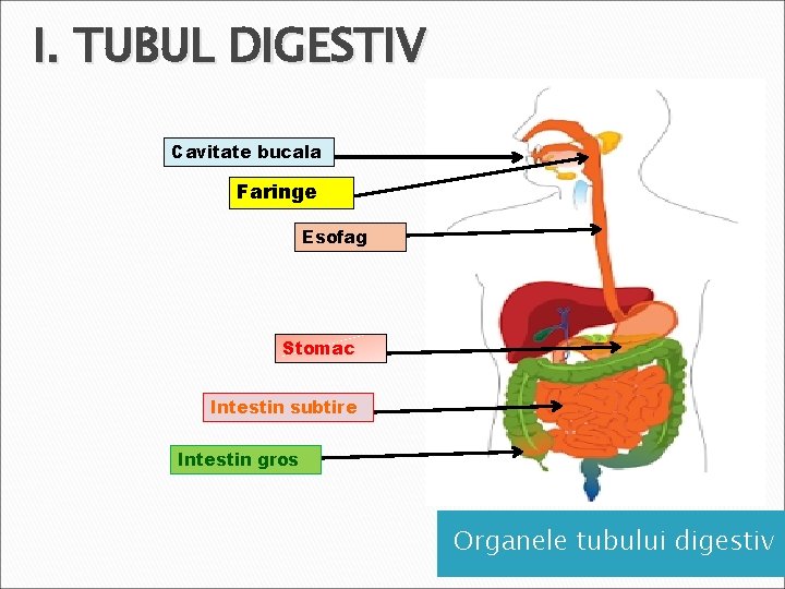 I. TUBUL DIGESTIV Cavitate bucala Faringe Esofag Stomac Intestin subtire Intestin gros Organele tubului