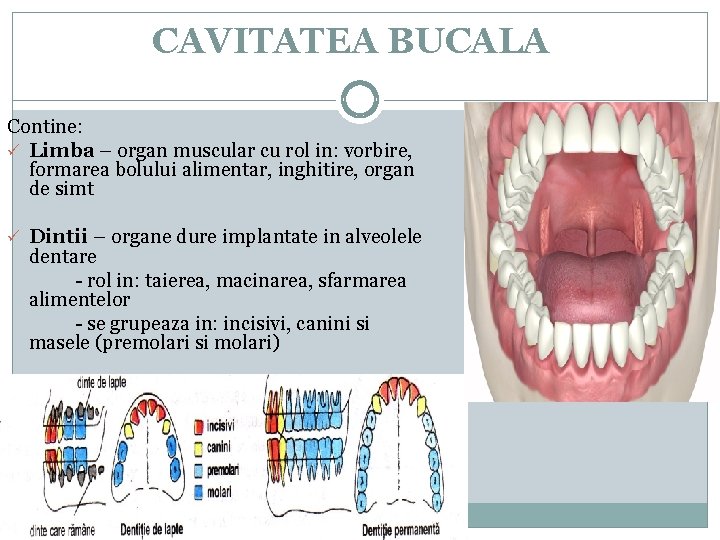 CAVITATEA BUCALA Contine: ü Limba – organ muscular cu rol in: vorbire, formarea bolului