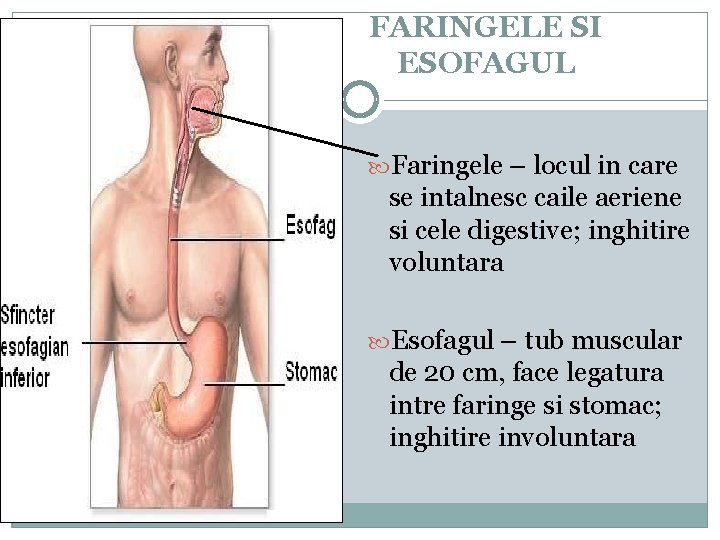 FARINGELE SI ESOFAGUL Faringele – locul in care se intalnesc caile aeriene si cele