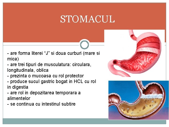 STOMACUL - are forma literei “J” si doua curburi (mare si mica) - are
