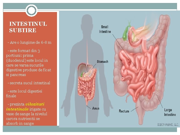 INTESTINUL SUBTIRE -- Are o lungime de 6 -8 m -- este format din