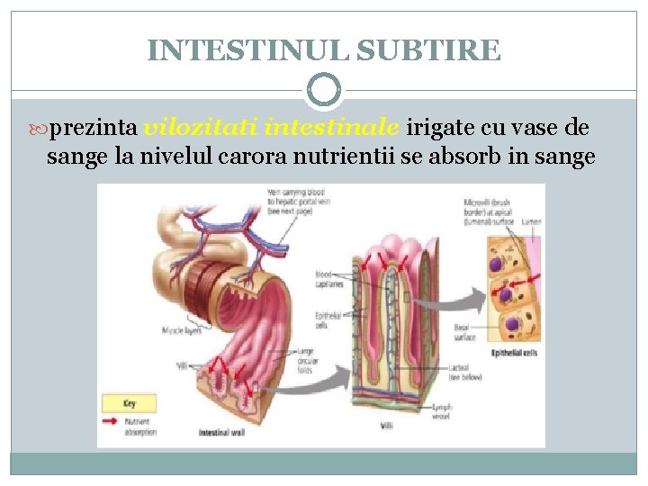 INTESTINUL SUBTIRE prezinta vilozitati intestinale irigate cu vase de sange la nivelul carora nutrientii