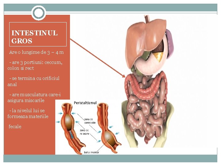INTESTINUL GROS -Are o lungime de 3 – 4 m -- are 3 portiuni: