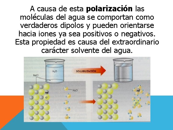 A causa de esta polarización las moléculas del agua se comportan como verdaderos dipolos