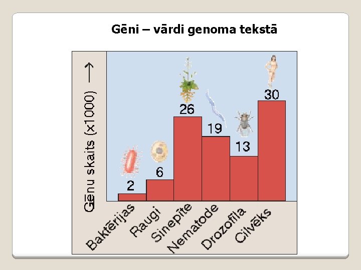 Gēni – vārdi genoma tekstā 