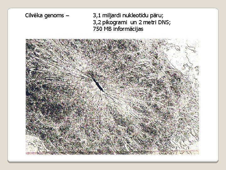 Cilvēka genoms – 3, 1 miljardi nukleotīdu pāru; 3, 2 pikogrami un 2 metri