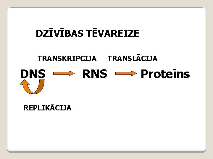 DZĪVĪBAS TĒVAREIZE TRANSKRIPCIJA DNS REPLIKĀCIJA RNS TRANSLĀCIJA Proteīns 