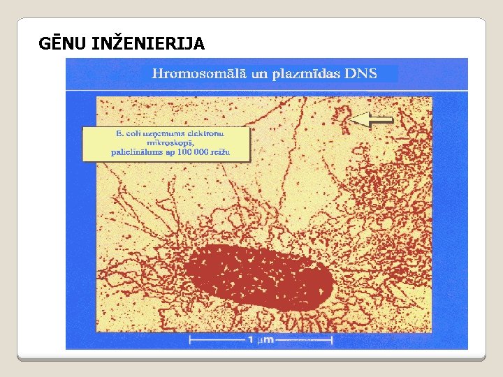 GĒNU INŽENIERIJA 