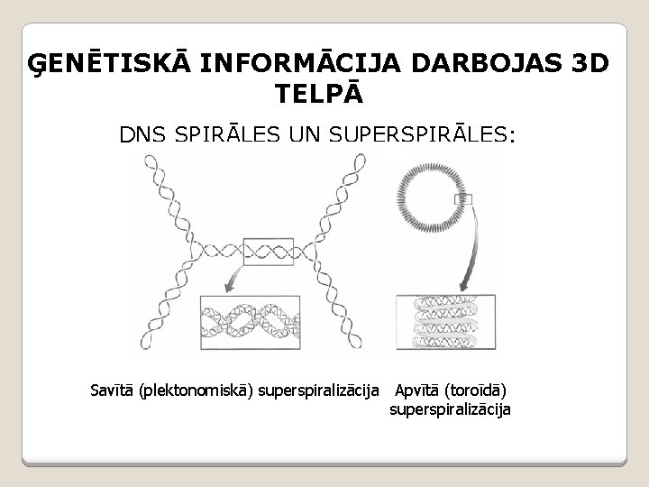 ĢENĒTISKĀ INFORMĀCIJA DARBOJAS 3 D TELPĀ DNS SPIRĀLES UN SUPERSPIRĀLES: Savītā (plektonomiskā) superspiralizācija Apvītā