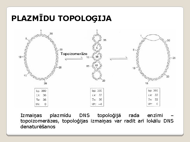 PLAZMĪDU TOPOLOĢIJA Izmaiņas plazmīdu DNS topoloģijā rada enzīmi – topoizomerāzes, topoloģijas izmaiņas var radīt