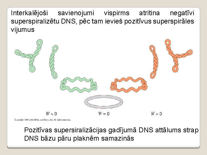 Interkalējoši savienojumi vispirms atritina negatīvi superspiralizētu DNS, pēc tam ievieš pozitīvus superspirāles vijumus Pozitīvas