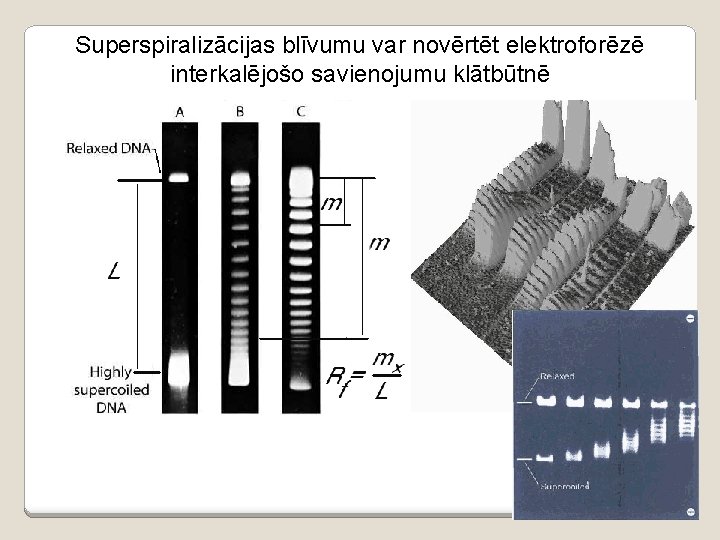 Superspiralizācijas blīvumu var novērtēt elektroforēzē interkalējošo savienojumu klātbūtnē 